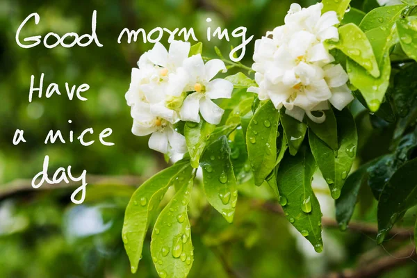 Good Morning Have Nice Day Message Card Handwriting White Flowers — Stockfoto