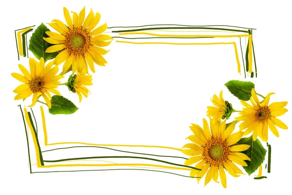 Yellow Flowers Sunflowers Arrangement Flat Lay Postcard Style Background White — Stock Photo, Image
