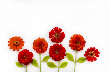 Kırmızı çiçekli zinya şık Asya düzenleme yerel flora düz arkaplan beyaz üzerine yatar kartpostal tarzı