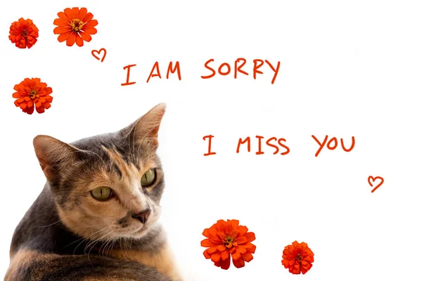 i am sorry, i miss you message card handwriting with cat, zinnia elegans flowers arrangement flat lay postcard style on background white