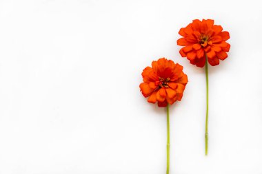 Kırmızı çiçekli zinya şık Asya düzenleme yerel flora düz arkaplan beyaz üzerine yatar kartpostal tarzı