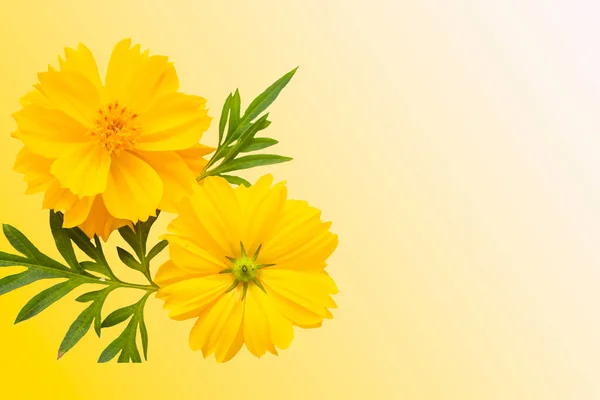 Yellow Flowers Cosmos Arrangement Flat Lay Postcard Style Background Yellow — Stock Photo, Image
