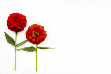 kırmızı çiçekler zinnia elegans düzenleme düz arkaplan beyaz üzerine yatar kartpostal tarzı 