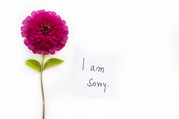 Sorry Message Card Handwriting Pink Flowers Zinnia Elegans Arrangement Flat — Stock fotografie