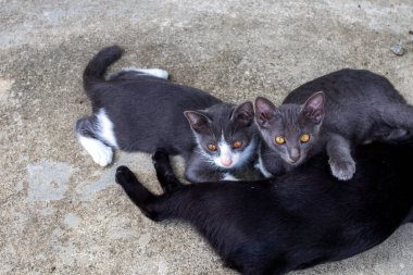 Arka plan dokusu kedicik hayvan beton zeminde rahatlar.