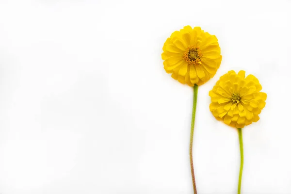 Yellow Flowers Zinnia Elegans Arrangement Flat Lay Postcard Style Background — Stock Photo, Image