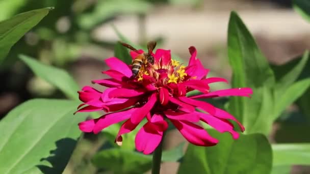 Achtergrond Textuur Natuur Kleurrijke Bloemen Roze Zinnia Elegans Met Bij — Stockvideo