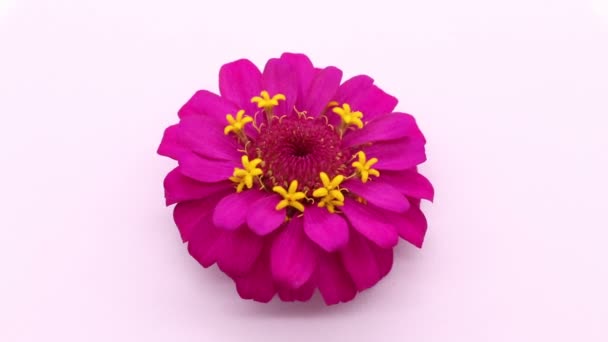 Кліпси Відео Барвисті Рожеві Квіти Цинія Елегантні Аранжування Плоский Стиль — стокове відео