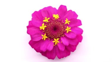 Renkli pembe çiçekler zinnia şık yerel flora düzenleme düz yatıyordu arka plan beyaz 