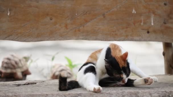 背景纹理剪辑视频一只猫在木制秋千上清洁身体 — 图库视频影像
