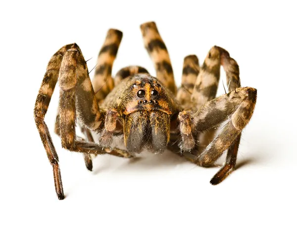 Close up van wolf spider op witte achtergrond — Stockfoto