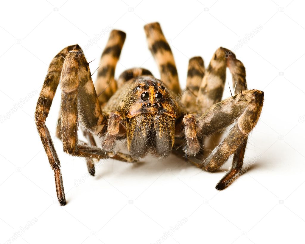 Close up of wolf spider on white background