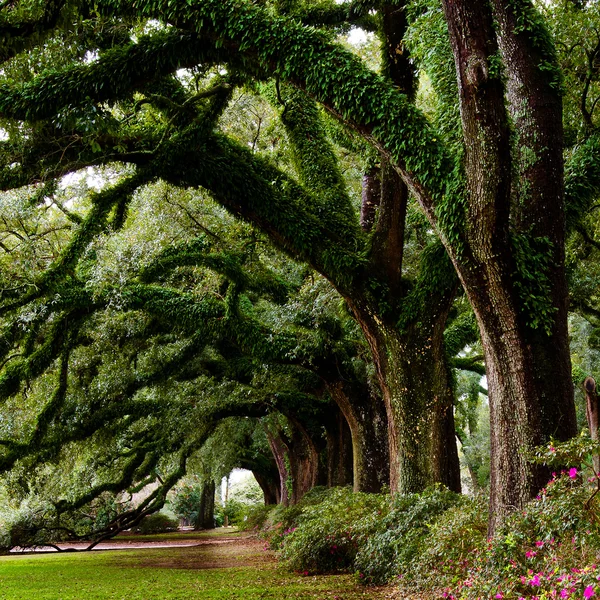 Line of ancient oak trees in park setting — Stock Photo, Image