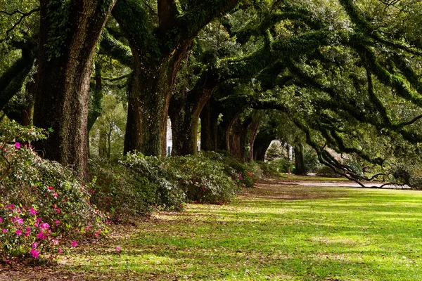 Line of ancient oak trees in park setting — Stock Photo, Image