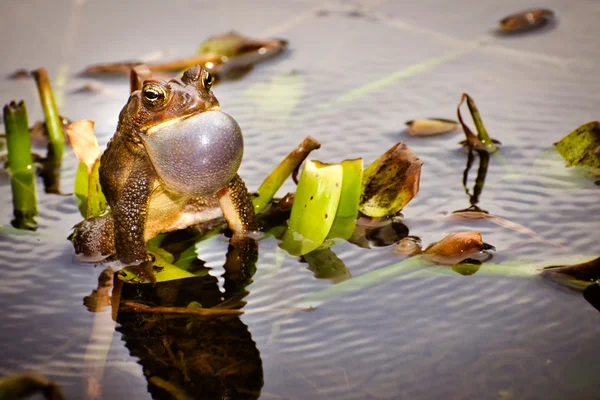 Bronze frog, Lithobates clamitans clamitans, making a mating call — Stock Photo, Image