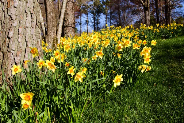 Field of daffodils blooming in early spring — Stock Photo, Image