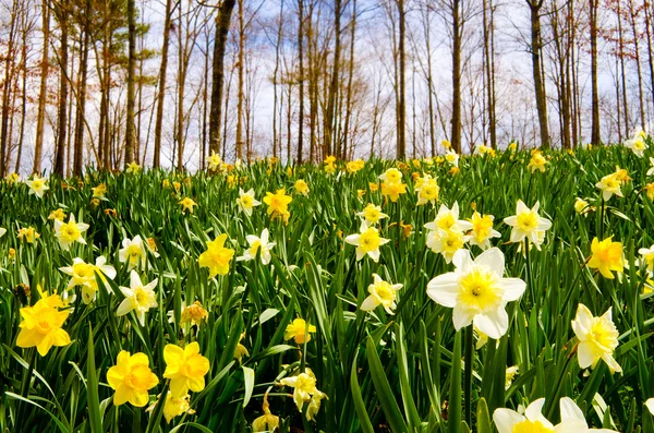 Feld der Narzissen blüht im frühen Frühling — Stockfoto