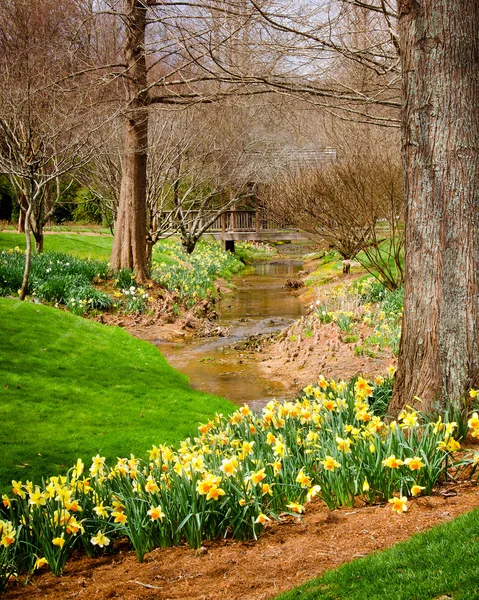 Narcisos floreciendo junto al arroyo del bosque — Foto de Stock