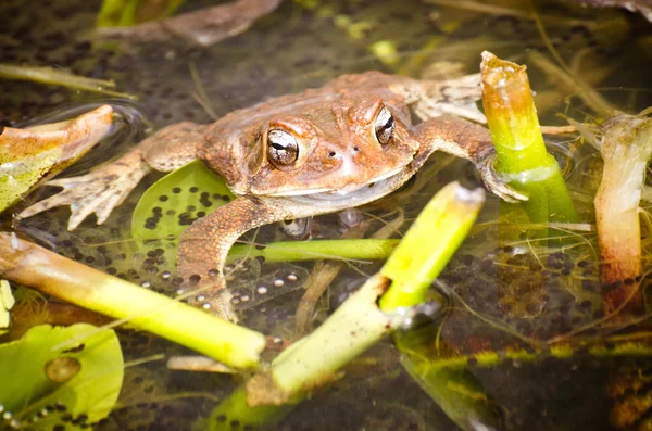 青銅色のカエル、とき clamitans clamitans — ストック写真