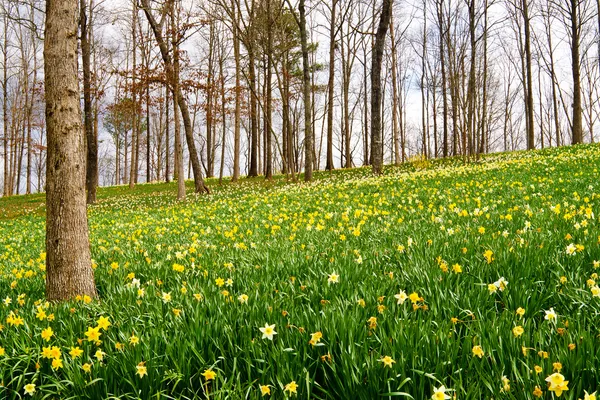 A kora tavasszal virágzó Nárciszok területén — Stock Fotó