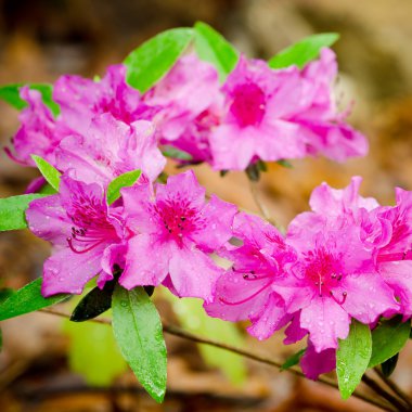 Pink azaleas blooming in spring clipart