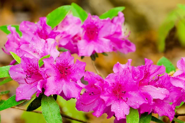 Pink azaleas blooming in spring — Stock Photo, Image
