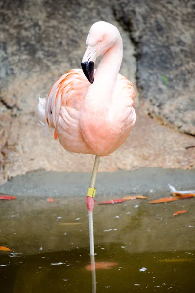 Pink flamingo — Stock Photo, Image