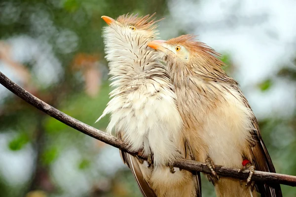 Par de pájaros cuco Guira — Foto de Stock