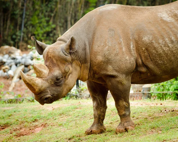 Negro rinoceronte — Foto de Stock