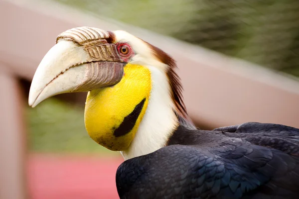 Zblízka portrétní halilo hornbill — Stock fotografie