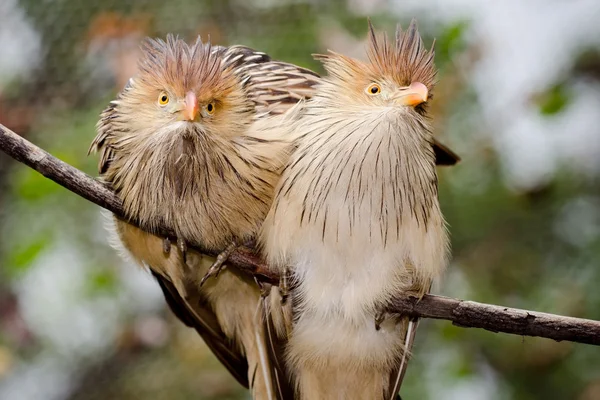 Pair of Guira cuckoo birds — Stock Photo, Image