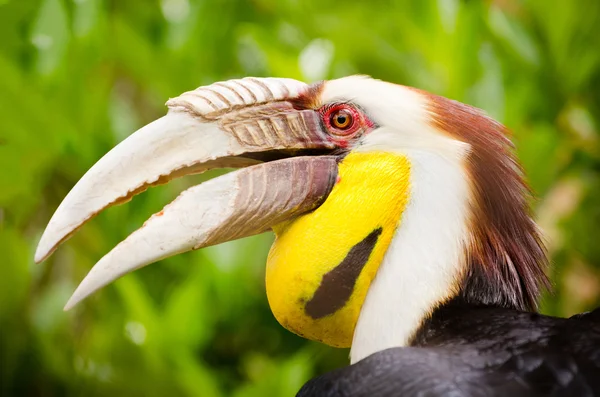 Närbild porträtt av inhöljda hornbill — Stockfoto