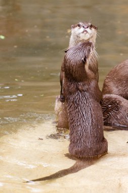 Asyalı küçük pençe su samuru