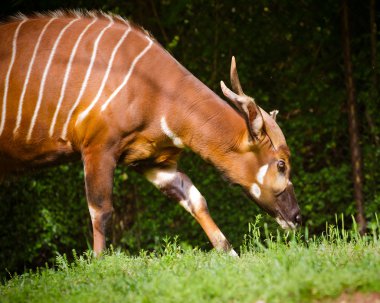 Bongo antelope clipart