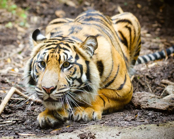 Tiger stalking — Stockfoto