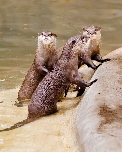 Asian small claw otters — Stock Photo, Image