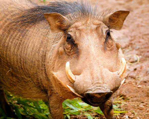 Portrét warthog — Stock fotografie