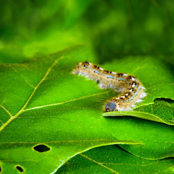 Макрозображення лісової наметної гусениці метелик, малякосома Дистризія — стокове фото