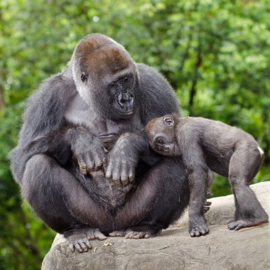 Female gorilla caring for young clipart