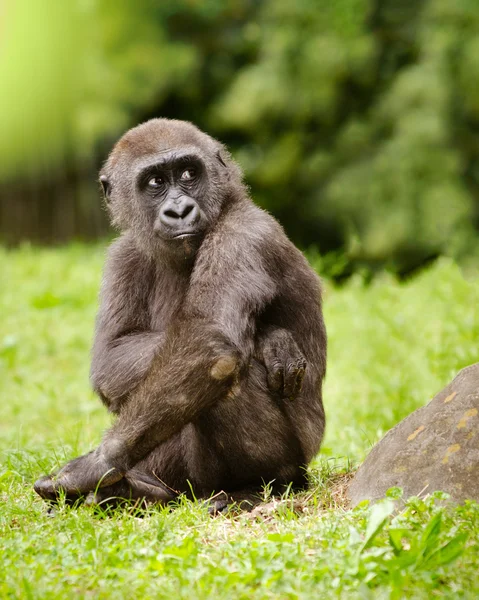 Young adolescent gorilla — Stock Photo, Image