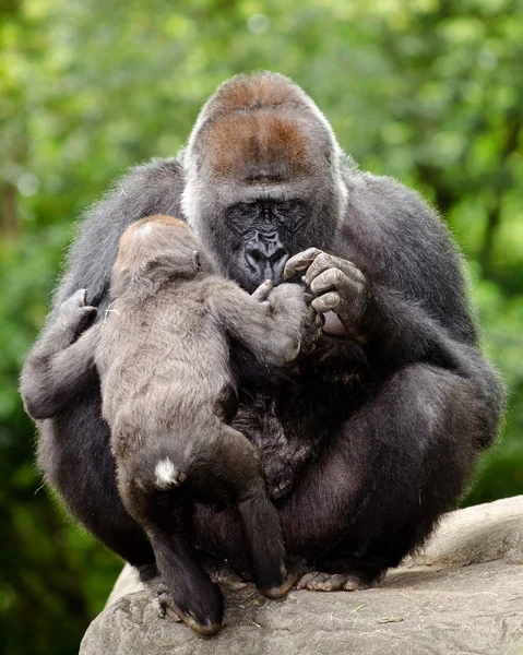Female gorilla caring for young — Stock Photo, Image