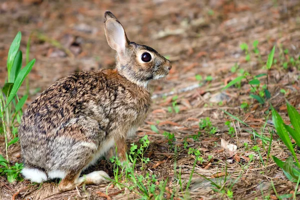 フォレスト内の sylvilagus 池原野生東部ワタオウサギ ウサギ — Stock fotografie