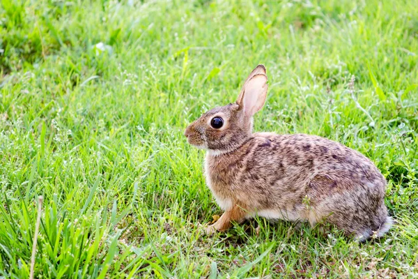 Wild eastern cottontail rabbit, Sylvilagus floridanus, in field — Stock fotografie