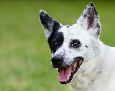 Mavi SPLIT veya kopyalama yeri olan Avustralyalı büyükbaş hayvan köpek portresi