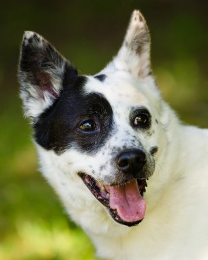 Mavi SPLIT ya Avustralyalı büyükbaş hayvan köpek portre