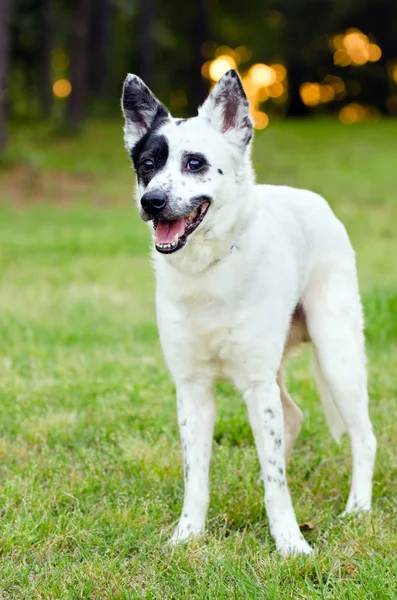 蓝色 heeler 或澳大利亚牛狗的肖像 — 图库照片