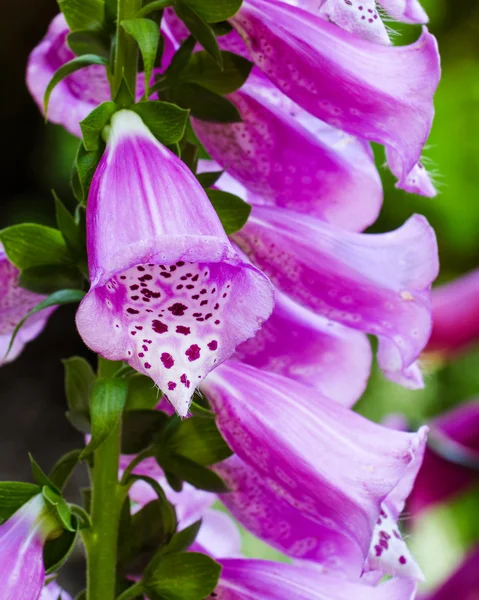 Közelkép kép lila gyűszűvirág, Digitalis Purpurea — Stock Fotó