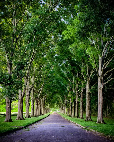 农村公路两旁由橡木树 — 图库照片