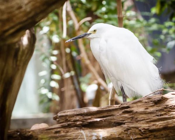 Egret nevado roosting entre árvores caídas — Fotografia de Stock