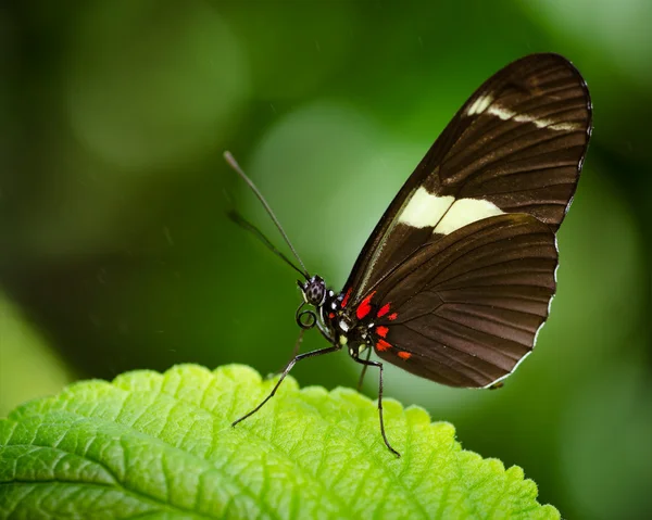 Изображение бабочки Дорис Лонгвинг (Heliconius Doris) ) — стоковое фото